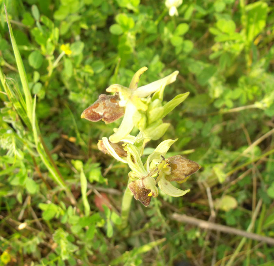 Orchis maremmana da ID 2